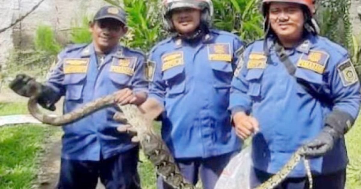 Ular Sanca Sepanjang 3,5 Meter Dievakuasi dari Saluran Limbah Ayam di Cileungsi