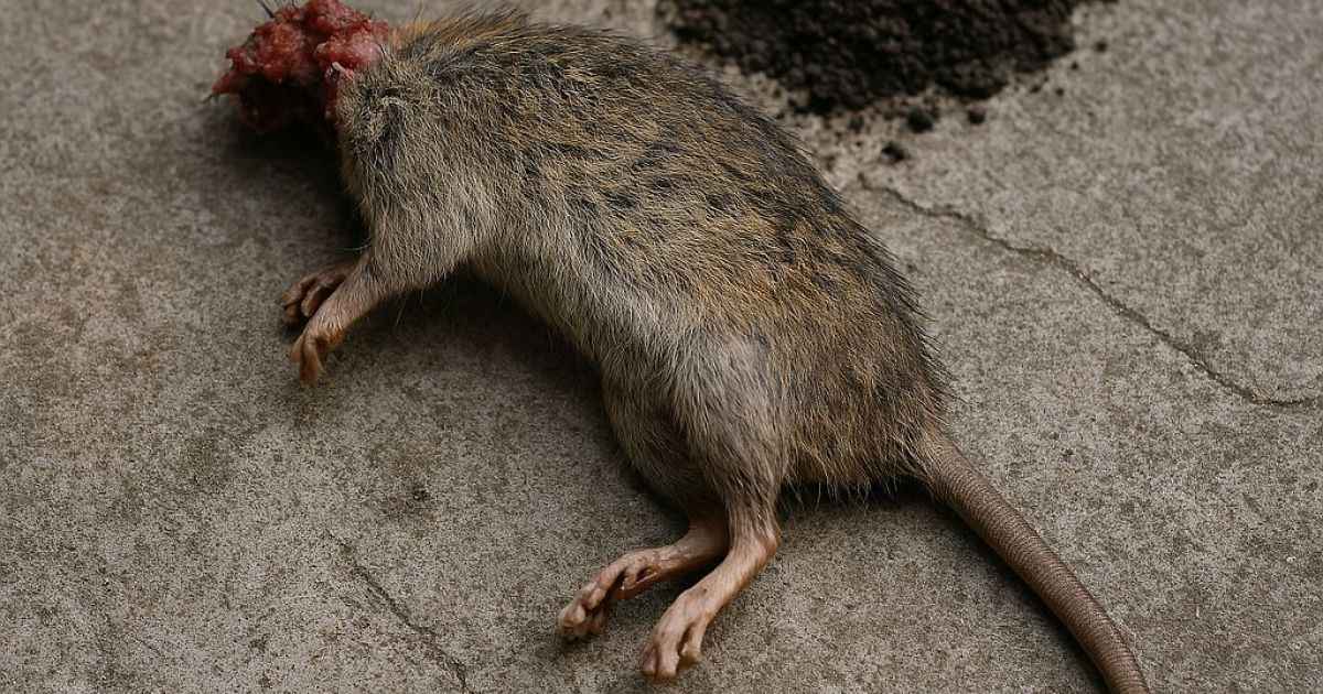 RSA Depok Diterpa Teror Beruntun: Bangkai Tikus, Tanah Kuburan, dan Mobil Operasional Raib