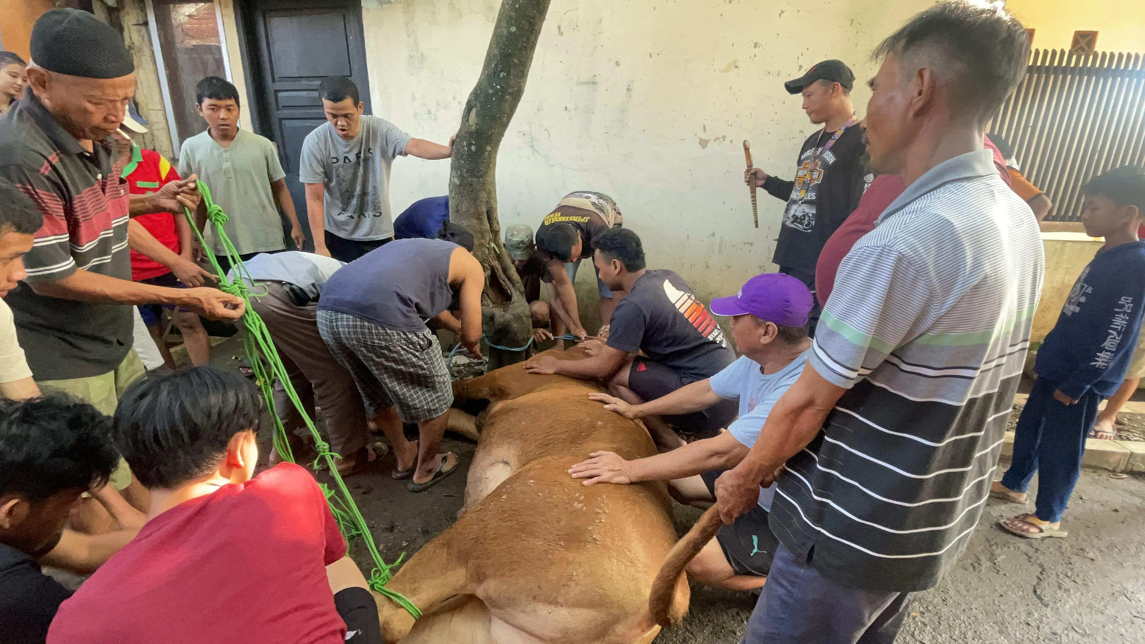 Abi H.Lalu dan Keluarga Tunaikan Kurban 2 Ekor Sapi di Hari Raya Idul Adha 1445 H